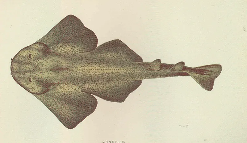 A Victorian drawing of a flat, wide angel shark