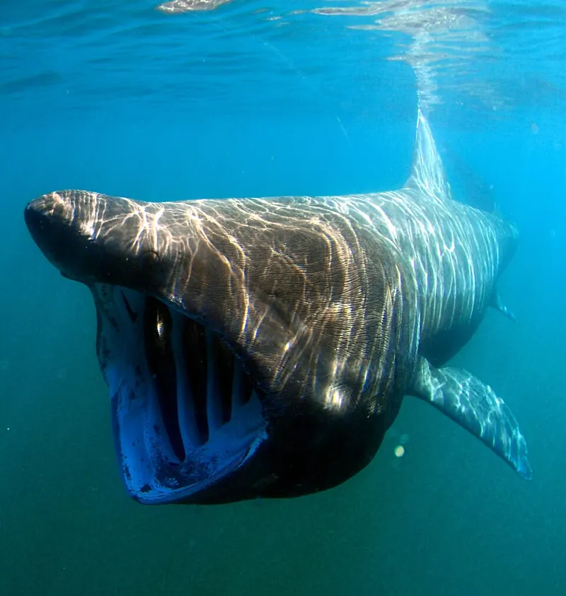 A basking shark swimming towards the camera with its enormous mouth open