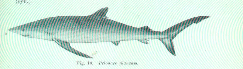An old scientific drawing of a slender blue shark with long fins