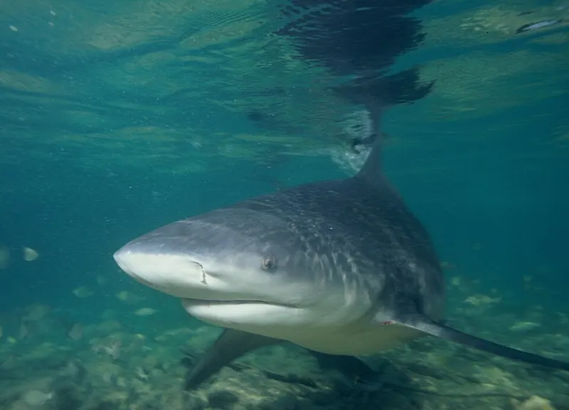 A stocky bull shark swimming over sand