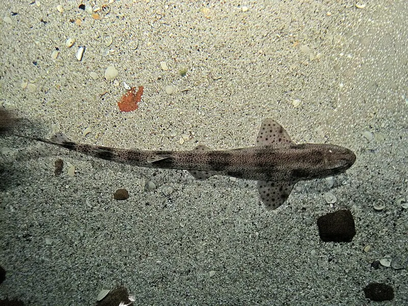 A small-spotted catshark with dark spots resting on sand