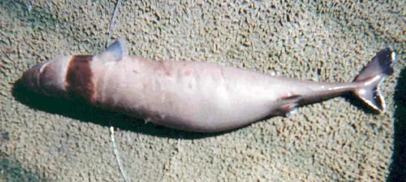 The underside of a small cookiecutter shark