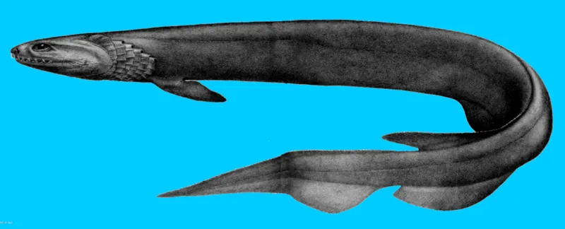 A drawing of the long, eel-like frilled shark
