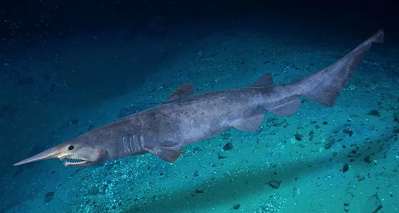 A pale goblin shark with a long flat snout, photographed underwater