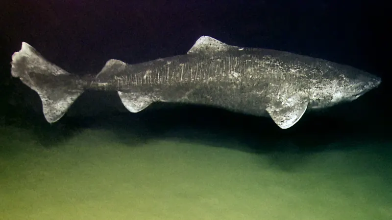A Greenland shark swimming slowly through dark water