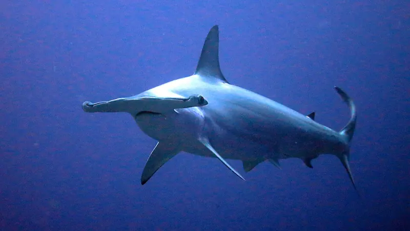 A scalloped hammerhead shark seen from the side