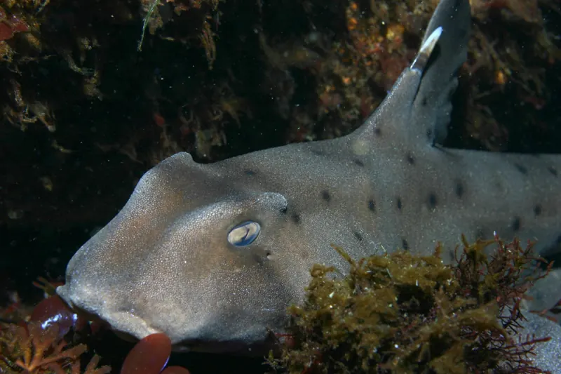 A spotted horn shark resting among rocks