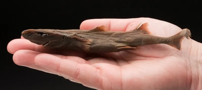 A tiny dwarf lanternshark lying across a person’s hand