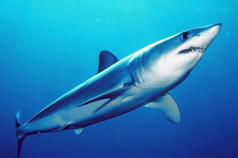 A shortfin mako shark with a pointed snout and big dark eye