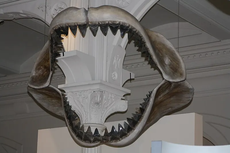 A huge reconstructed megalodon jaw in a museum, taller than a person