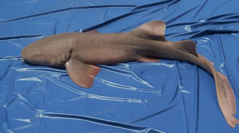 A brown nurse shark lying on a blue background