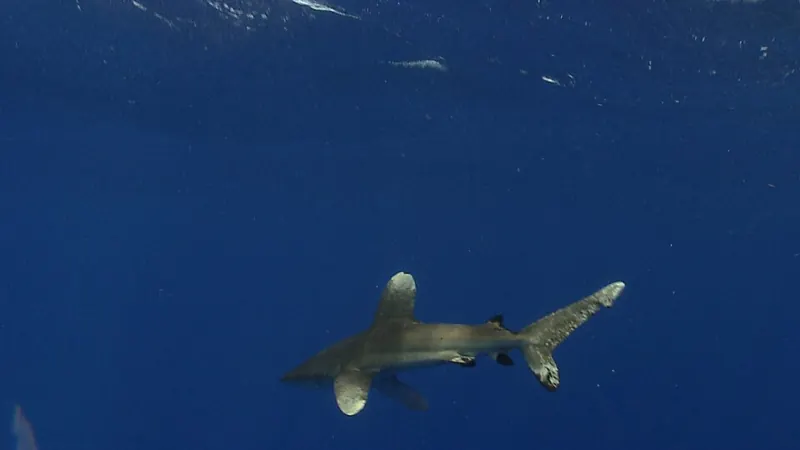 An oceanic whitetip shark swimming in open water