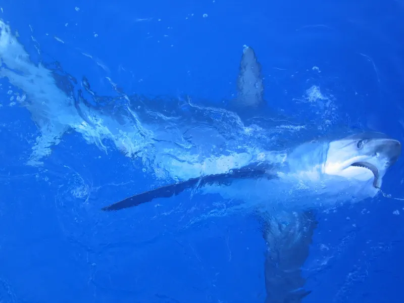 A common thresher shark, showing its very long tail, beside a fishing boat