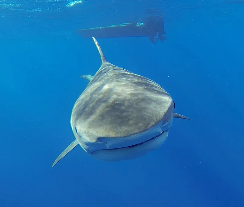 A tiger shark swimming straight towards the camera