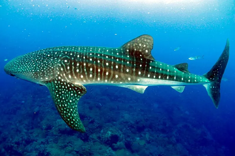 A whale shark swimming near the surface, its back covered in pale spots