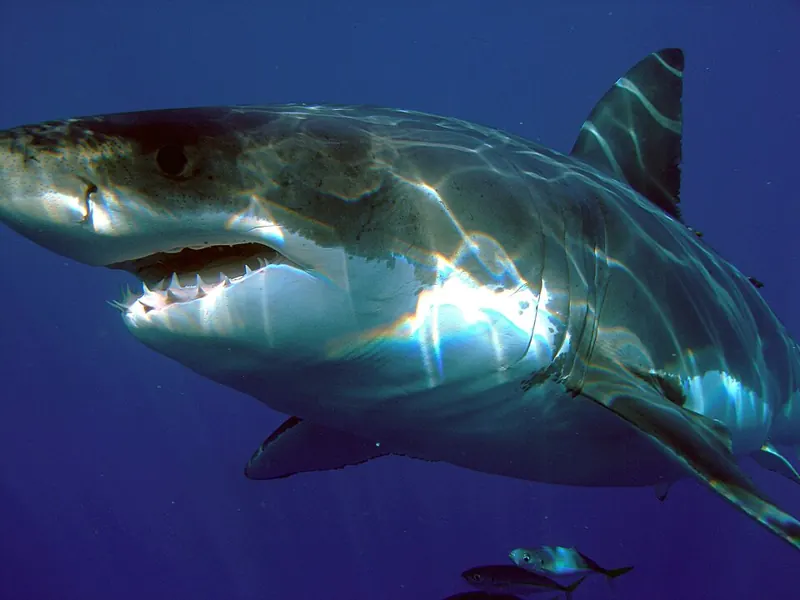 A great white shark swimming in open blue water, mouth slightly open