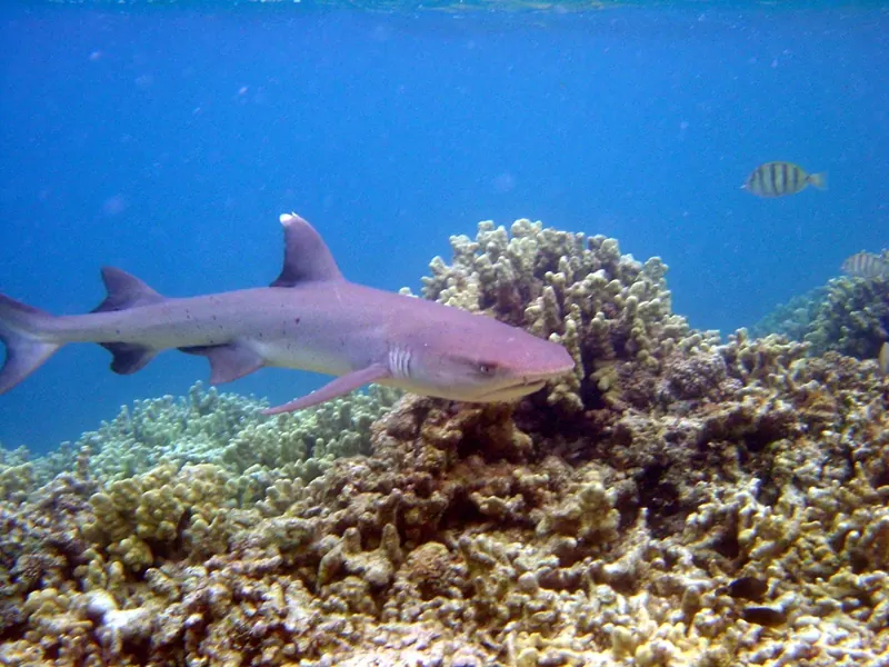 A whitetip reef shark resting on the sea floor